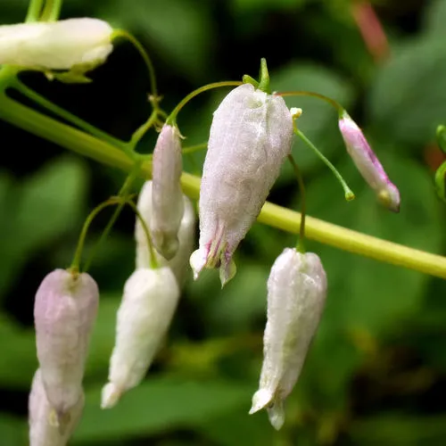 climbing fumitory