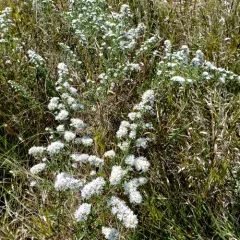 white heath aster thumbnail 3