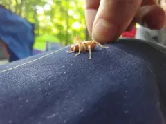 Carolina Leafroller Cricket thumbnail 4
