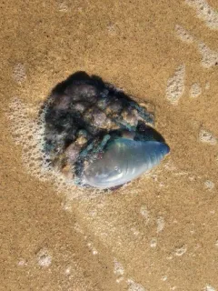 Portuguese Man o' War thumbnail 3