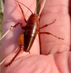 Robust Camel Cricket thumbnail 4