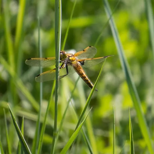 Four-spotted Skimmer