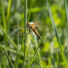 Four-spotted Skimmer thumbnail 1