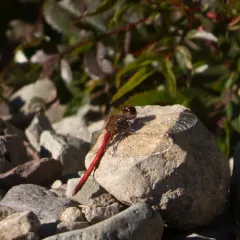 Autumn Meadowhawk thumbnail 3