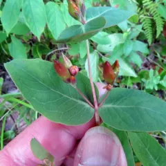 Fraser's marsh St. John's-wort thumbnail 2
