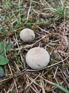Smooth Puffball thumbnail 3