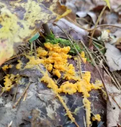 Lignydium muscorum thumbnail 2