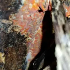 scarlet waxcrust thumbnail 5