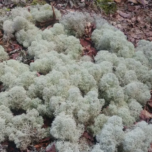 Star-tipped Reindeer Lichen