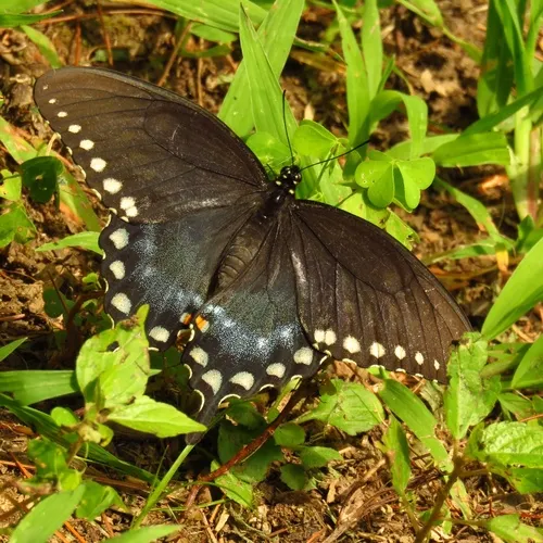 Spicebush Swallowtail