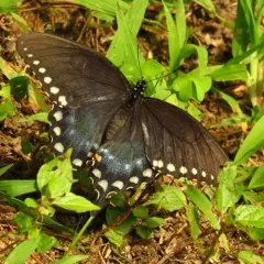 Spicebush Swallowtail thumbnail 1