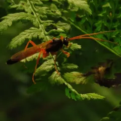 Neamblymorpha milva thumbnail 2
