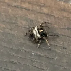 Starbellied Orbweaver thumbnail 3