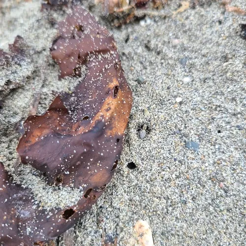 Intertidal Jumping Spider