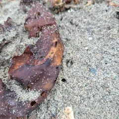Intertidal Jumping Spider thumbnail 1