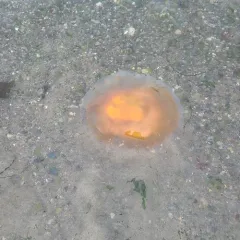 Egg-yolk Jelly thumbnail 4