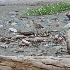 Hudsonian Whimbrel thumbnail 4