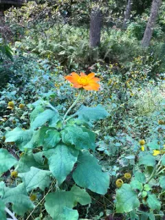 Red Sunflower thumbnail 3