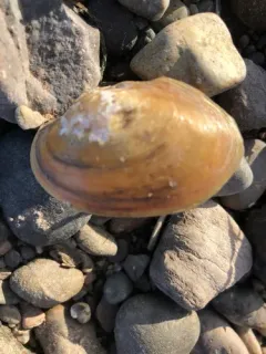 Tidewater Mucket thumbnail 2