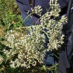 late boneset thumbnail 2