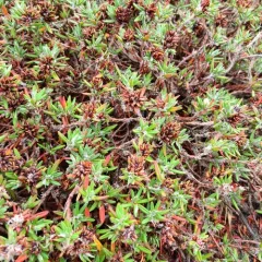beach knotweed thumbnail 2