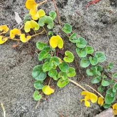 Sea Bindweed thumbnail 2