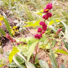 Beetberry thumbnail 1