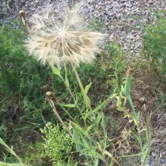 Yellow Salsify thumbnail 2