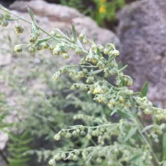 Absinthe wormwood