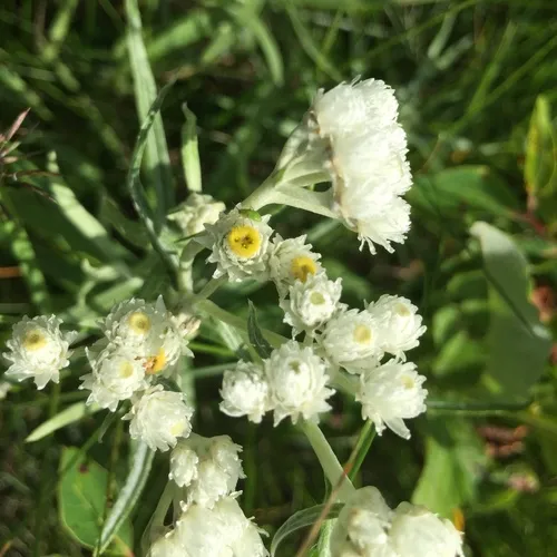 pearly everlasting