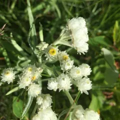pearly everlasting thumbnail 1