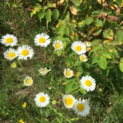 daisy fleabane thumbnail 1