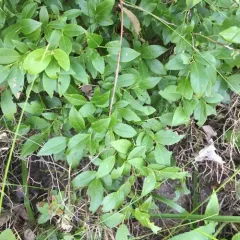 lowbush blueberry thumbnail 2