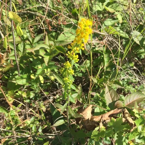 Hairy Goldenrod