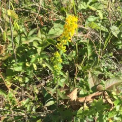 Hairy Goldenrod thumbnail 1