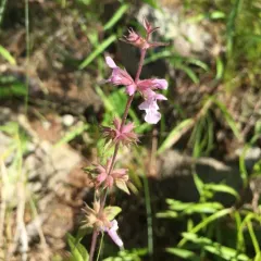 Marsh Woundwort thumbnail 2