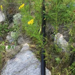 flat-topped goldenrod thumbnail 1