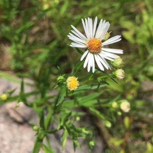 panicled aster