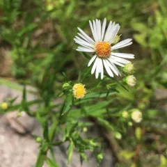 panicled aster thumbnail 1