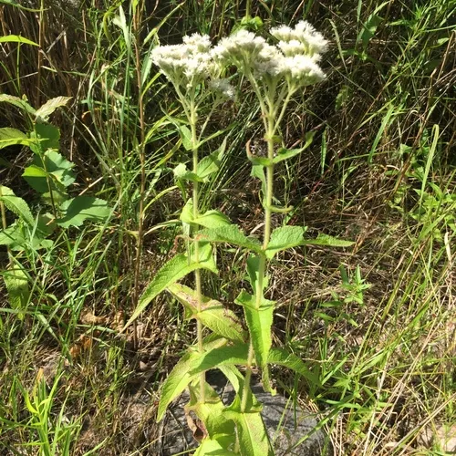 common boneset