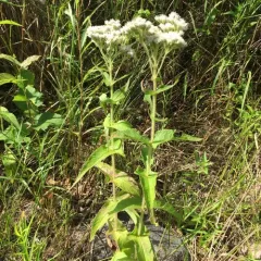 common boneset thumbnail 1
