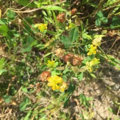 large hop clover thumbnail 1