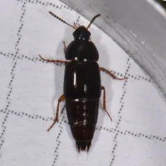 Tachinus memnonius thumbnail 2
