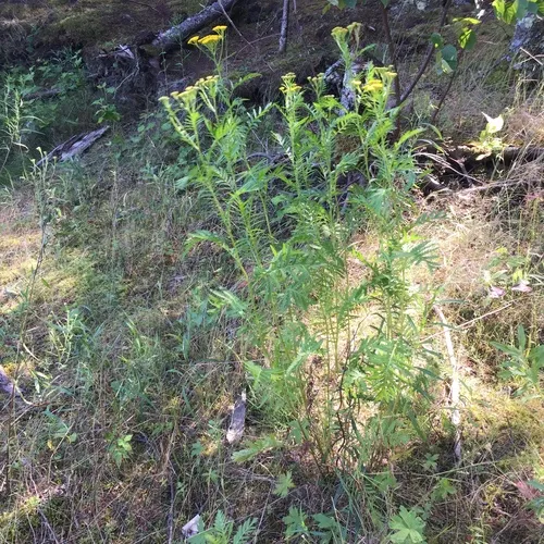 tansy