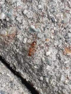 Myrmica brevispinosa thumbnail 3