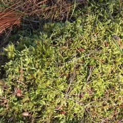 Waxyleaf Moss thumbnail 2