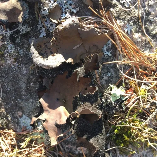 Lesser Rocktripe
