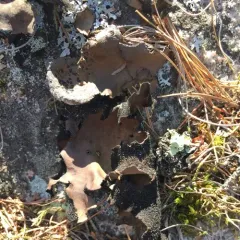 Lesser Rocktripe thumbnail 1