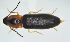 Spineless Click Beetle thumbnail 2