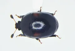 Cyllodes biplagiatus thumbnail 2